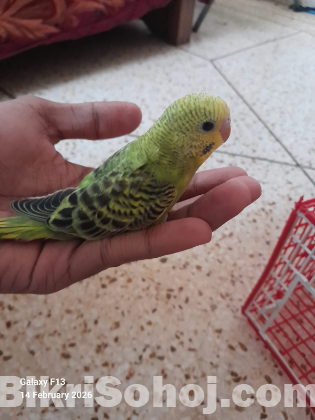 budgie/বাজিগার/বাজ্রিগার/বাজিগর per piece
